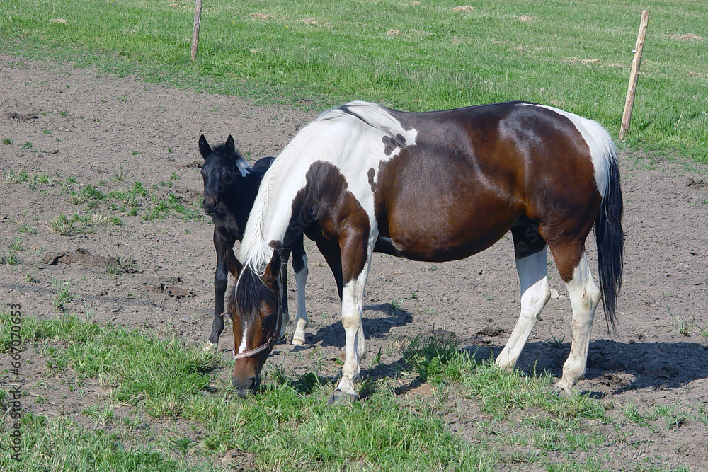 Pinto mare and foal in Vermont Pinto mare and foal in Vermont