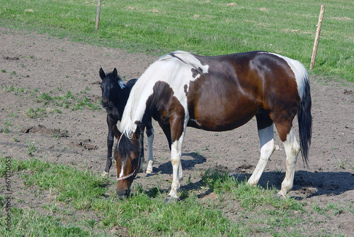 Pinto mare and foal in Vermont © Ann