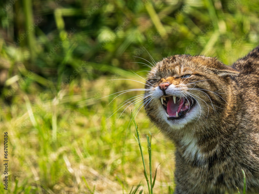 Fototapeta premium Scottish Wildcat Snarling Close Up