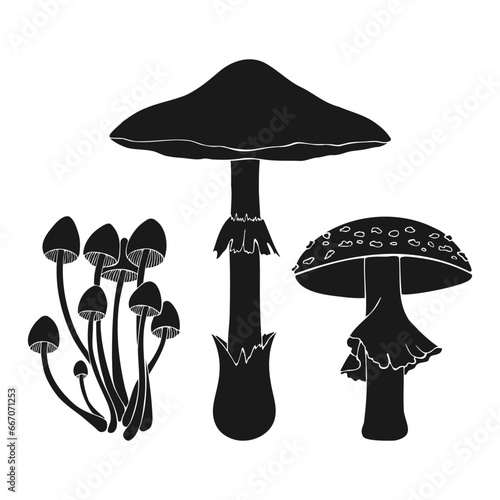 Set of silhouettes of poisonous mushrooms Amanita phalloides Mycena toadstool fly agaric, isolated on white background. Vector illustration
