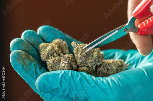 Fototapeta Hand trimming Buds of Cannabis in Drying  Curing Cannabis flowers buds process Closeup with drying cola pistil trichomes all in buds