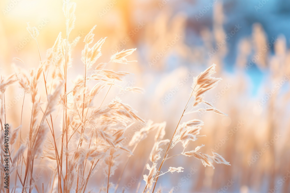 Fototapeta premium Winter atmospheric landscape with frost-covered dry plants during snowfall.