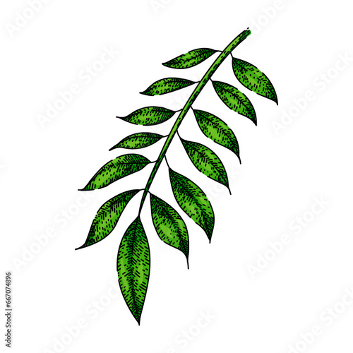 asian curry hand drawn. dish indian, sauce traditional, hot cilantro asian curry vector sketch. isolated color illustration