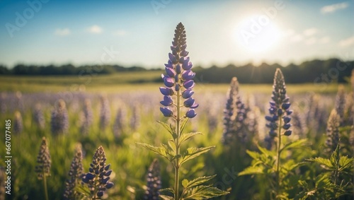 vertical shot of a lupin us angustifolius in a field under the sunlight with a blurry distance © asma