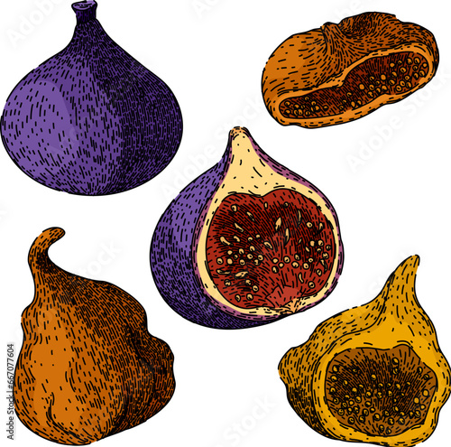 fig set hand drawn. fresh healthy, natural organic, ingredient sweet fig vector sketch. isolated color illustration