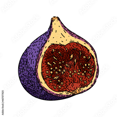 fresh fig hand drawn. healthy natural, organic ingredient, sweet ripe fresh fig vector sketch. isolated color illustration