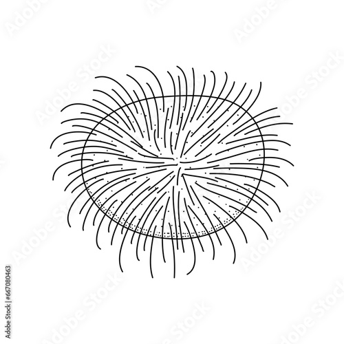 Rambutan vector drawing  organic food hand drawn on white background
