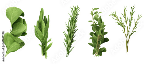 Illustration of fresh herbs, including rosemary, sage, basil, and thyme, isolated on transparent background for use in culinary and health-related designs. Cutout PNG