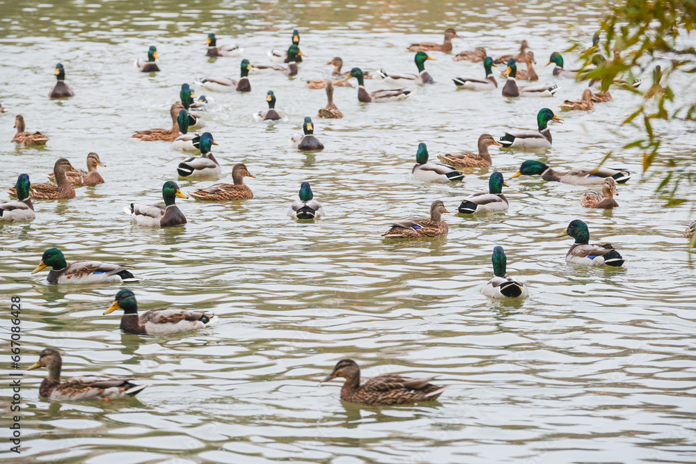 Fototapeta premium Ducks swim around the pond in the city park