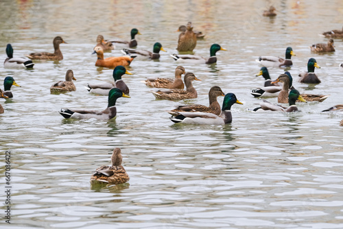 Ducks swim around the pond in the city park
