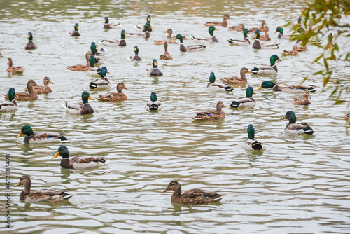 Ducks swim around the pond in the city park