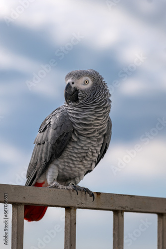 Принти на полотні Portrait of a Gabonese gray