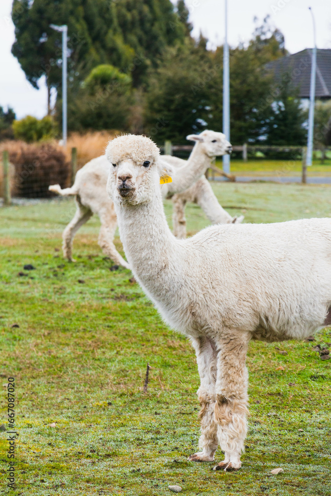 White alpacas on a farm in New Zealand White alpacas on a farm in New Zealand