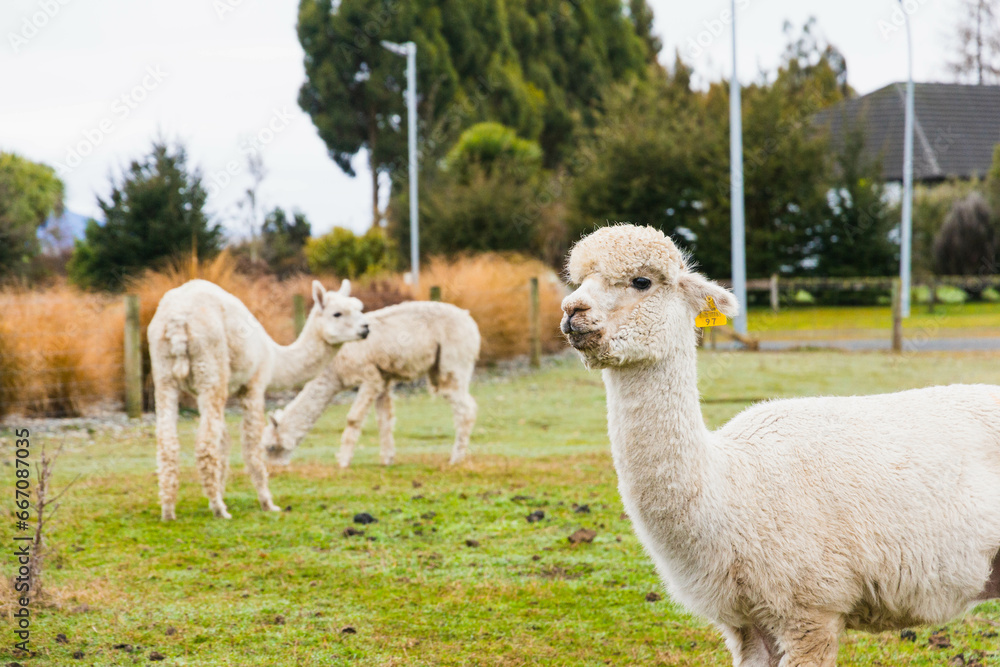 Fototapeta premium White alpacas on a farm in New Zealand 