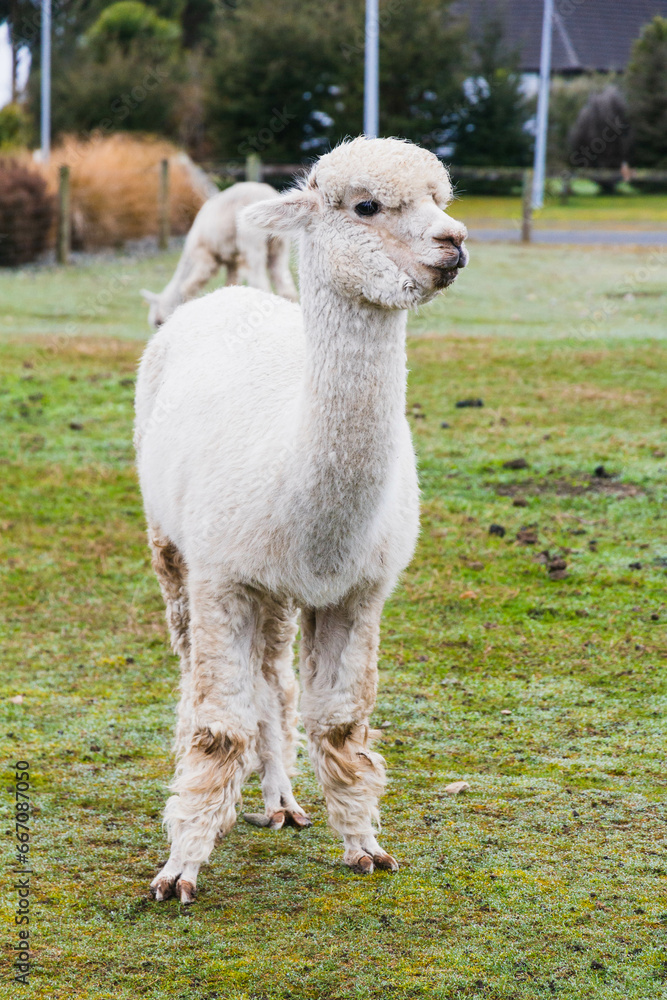 Fototapeta premium White alpacas on a farm in New Zealand 