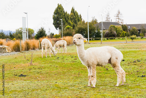 White alpacas on a farm in New Zealand   photo