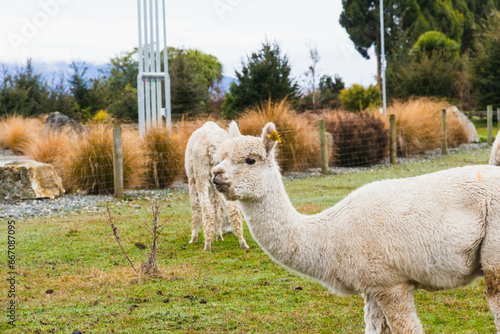 White alpacas on a farm in New Zealand  