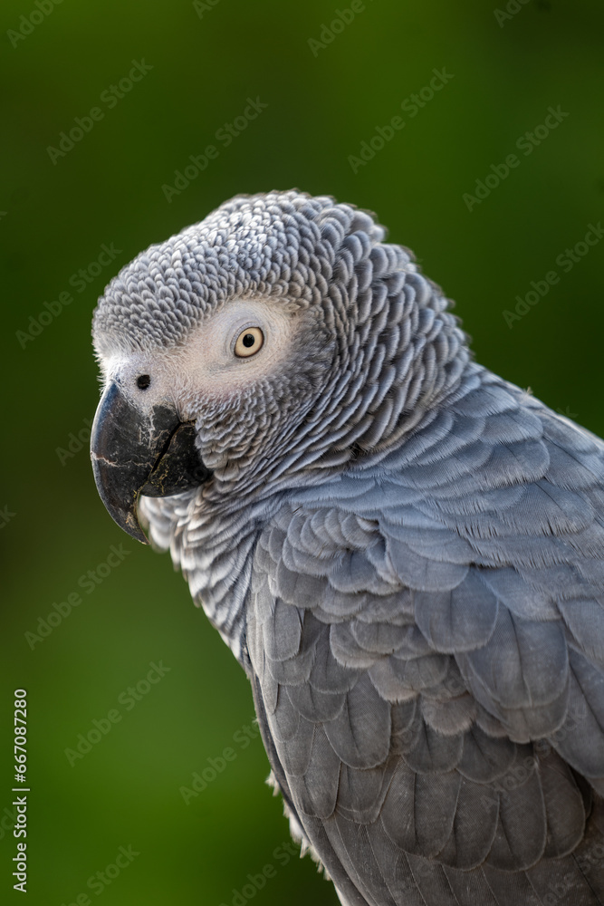Fototapeta premium blue and yellow parrot