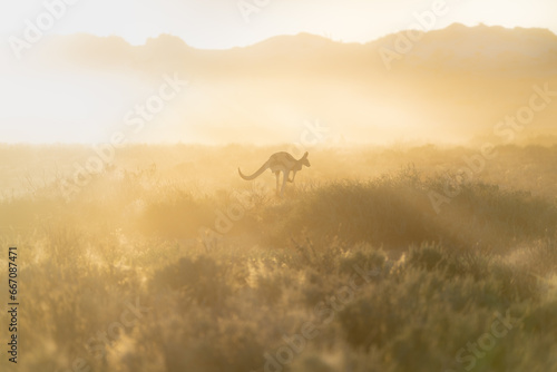 Wild kangaroo in morning light in Australia