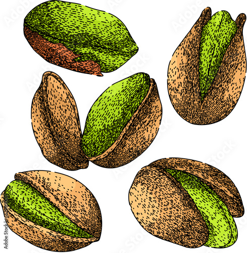 pistachio nut set hand drawn. ingredient food, organic roasted, healthy shell pistachio nut vector sketch. isolated color illustration