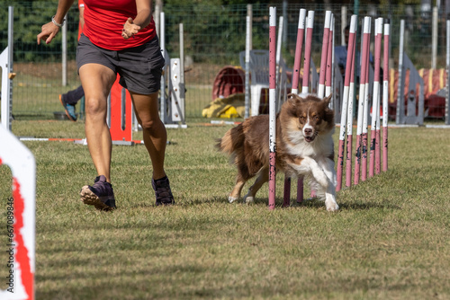 Border collie dog breed tackles slalom obstacle in dog agility competition. Stimulated by the owner.
 photo