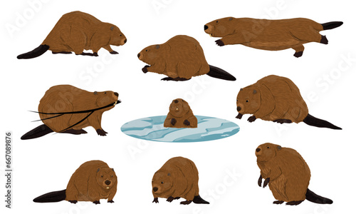 Eurasian beaver set. Realistic Castor fiber beavers walk, sit and swim underwater. Vector animals