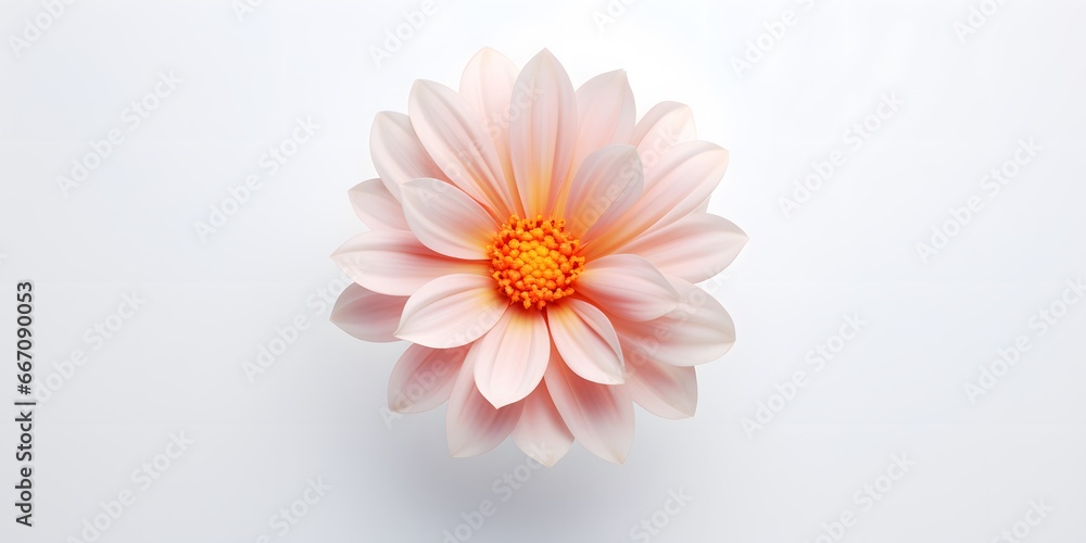 A top view of a flower on a white background and nothing else