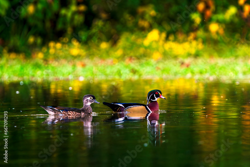 Pair of Wood Ducks paddling across a calm lake surface. photo