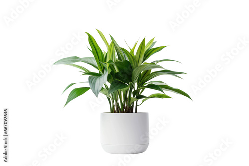 Elegant Foliage Plant Arrangement on Transparent Background