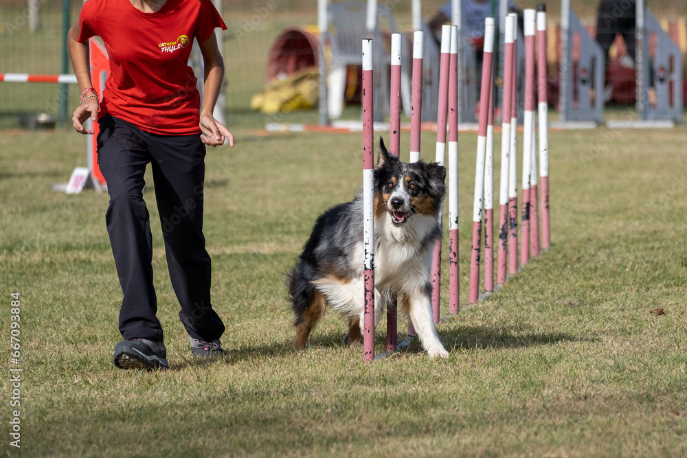 Australian shepherd dog breed tackles slalom obstacle in dog agility competition. Stimulated by the owner.
Australian shepherd dog breed tackles slalom obstacle in dog agility competition. Stimulated by the owner.