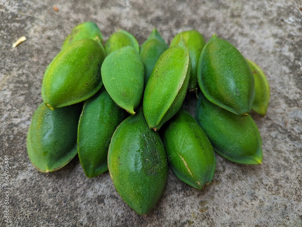The oil in ketapang seeds has the effect of being a laxative and facilitating breast milk, the tannins in the bark have the effect of being a diuretic which can improve urine flow and treat hepatitis The oil in ketapang seeds has the effect of being a laxative and facilitating breast milk, the tannins in the bark have the effect of being a diuretic which can improve urine flow and treat hepatitis