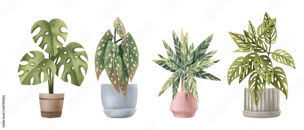 tropical exotic plants. Houseplants in pots. House plants. Monstera, stromanthe, monstera monkey, calathea, begonia maculata - obrazy, fototapety, plakaty 