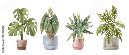 tropical exotic plants. Houseplants in pots. House plants. Monstera, stromanthe, monstera monkey, calathea, begonia maculata photo
