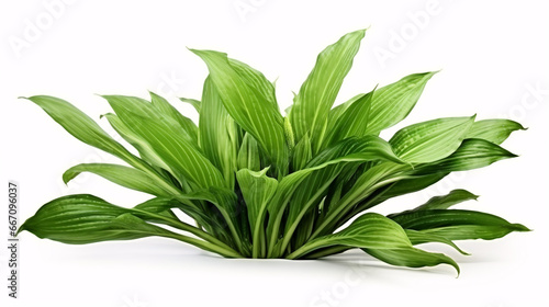 A 3D-rendered green-ribbed plant is isolated against a beautiful floral backdrop on a white background.