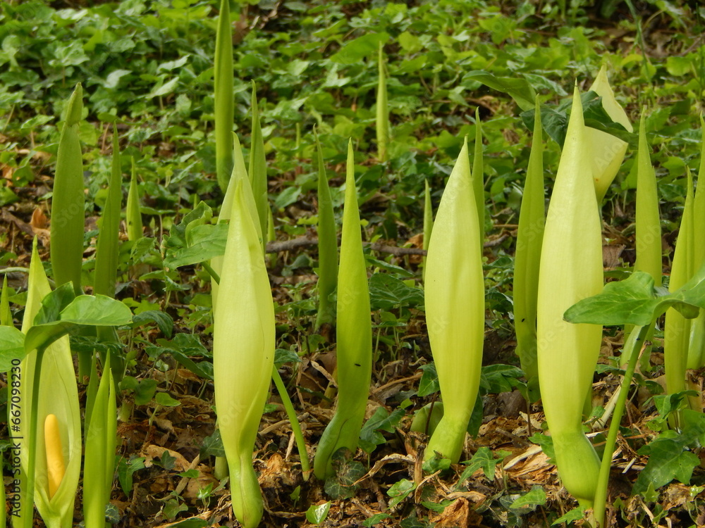 Obraz premium green plants field