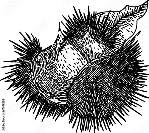 food chestnut hand drawn. season nut, shell raw, tasty snack food chestnut vector sketch. isolated black illustration