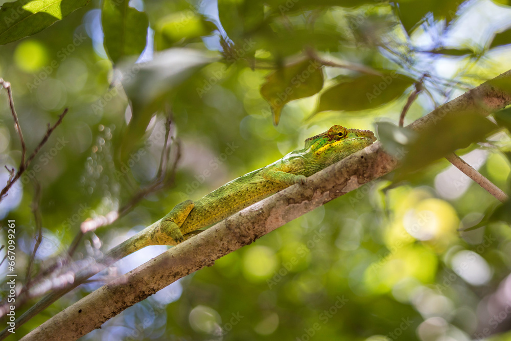 Closeup of a Panther Chameleon (Furcifer pardalis) sitting in a tree in Madagascar Closeup of a Panther Chameleon (Furcifer pardalis) sitting in a tree in Madagascar