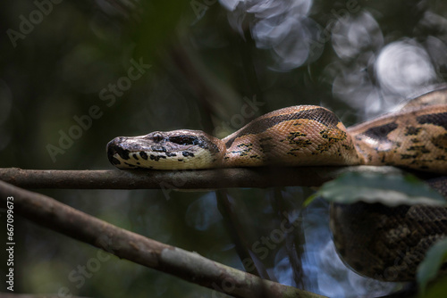 A large Madagascar Ground Boa (Acrantophis madagascariensis) curled up in a tree photo