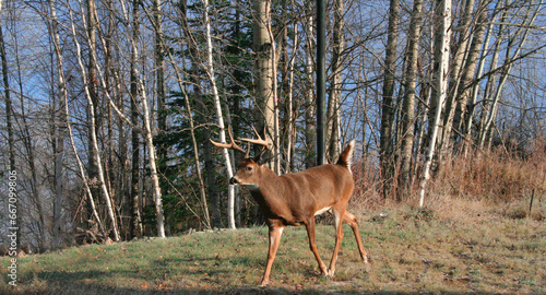 White-tailed deer in the Canadian Countryside in the province of Quebec, Canada