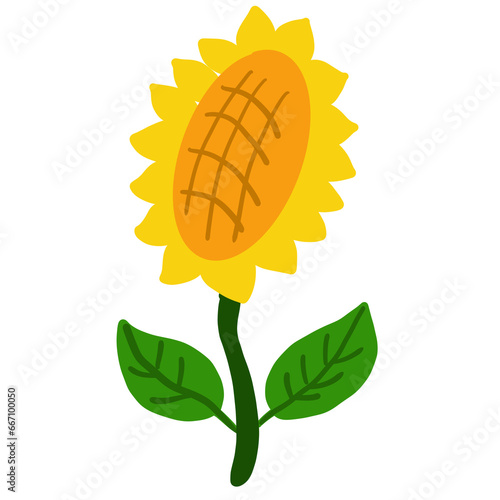 sunflower isolated on white