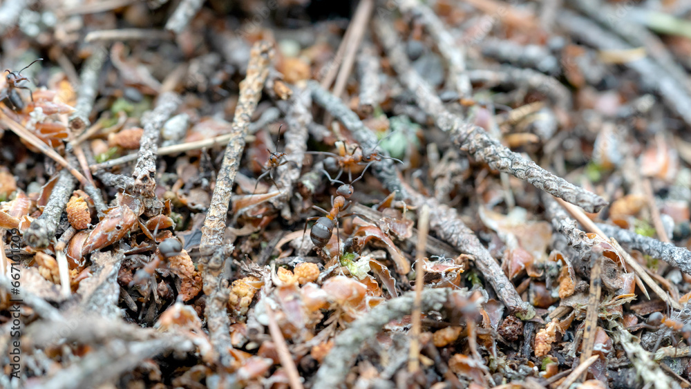 forest anthill with macro ants forest anthill with macro ants