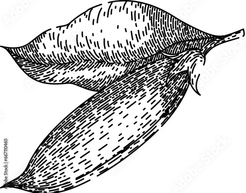 green pea hand drawn. eat raw, organic nutrition, ingredient vegetarian green pea vector sketch. isolated black illustration