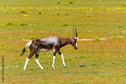 Side view of an endangered Bontebok Antelope in Little Karoo near Ladismith in the Western Cape, South Africa photo