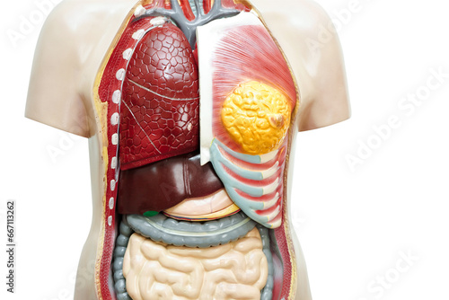 Human body anatomy organ model for study education medical course isolated on white background with clipping path. photo
