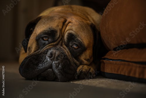 2021-12-06 A FAWN COLORED BULLMASTIFF LYING ON CARPET LEANING AGAINST HER BED WITH BEAUTIFUL EYES AND A SULLEN LOOK WITH A BLURRY BACKGROUND ON MERCER ISLAND WASHINGTON © Michael J Magee
