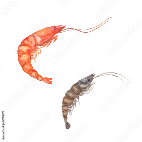 Two big brown and red shrimps. Red shrimp, giant gamba prawn. White prawn, banana prawn. Shrimp cocktail seafood. Watercolor