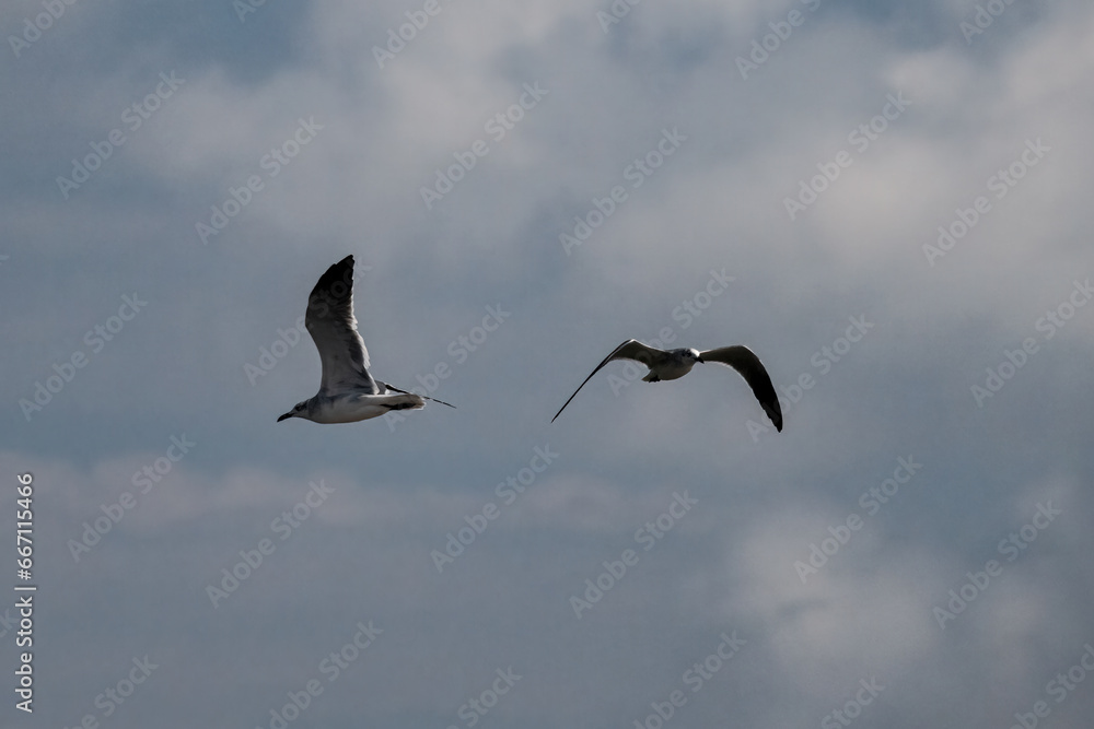 Obraz premium EI_2Gulls