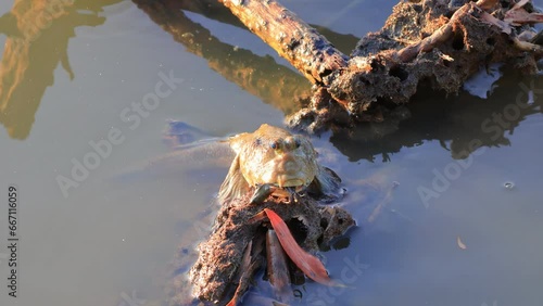 Big Mudskipper perched on the dry tree over the sea in mangrove forest. Front view of Mudskipper  photo