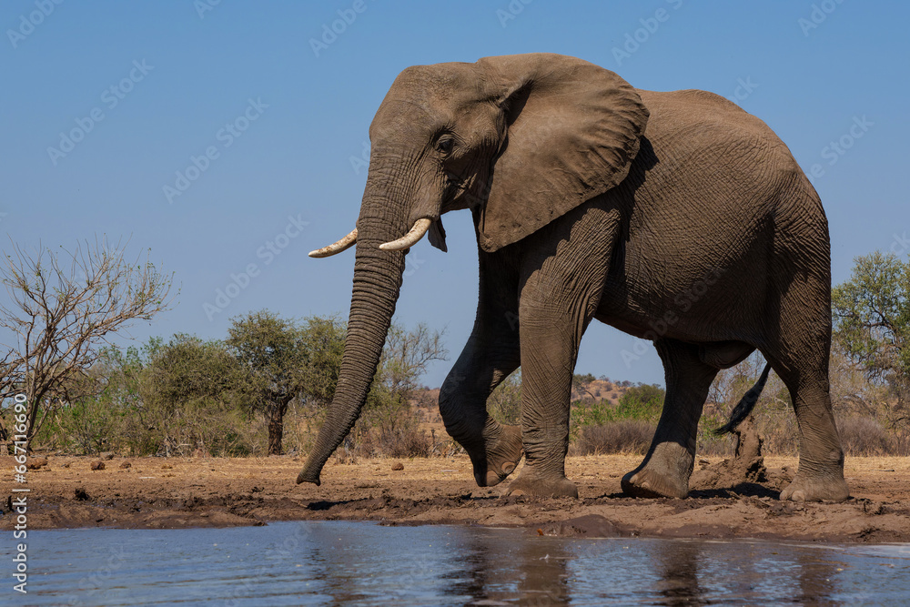 Obraz premium Elephants drinking and taking a bath in a waterhole in Mashatu Game Reserve in the Tuli Block in Botswana.