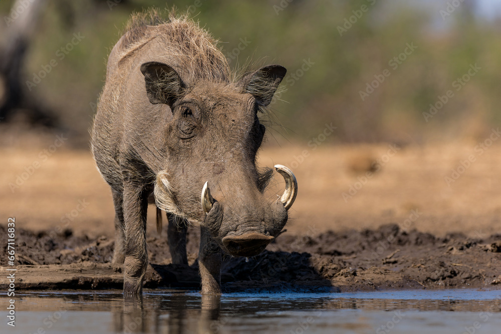Obraz premium common warthog (Phacochoerus africanus), a wild member of the pig family, going for a drink and for taking a mudbath to a waterhole in Mashatu Game Reserve in the Tuli Block in Botswana 